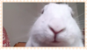 BUNNAY BUNNAY